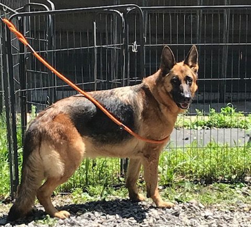 von aries german shepherds