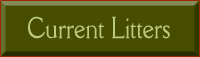 Current Litters